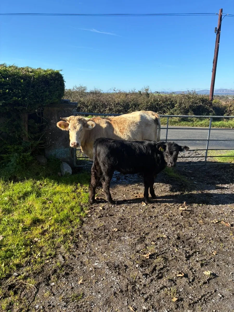 Charolais Cow and Calf - Image 3