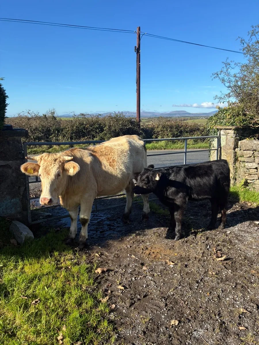 Charolais Cow and Calf - Image 4