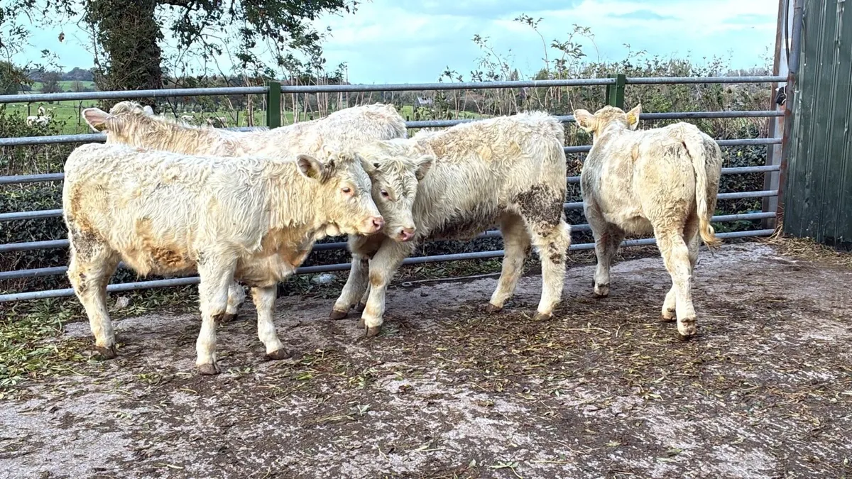 4 super purebred charlaois heifers - Image 1