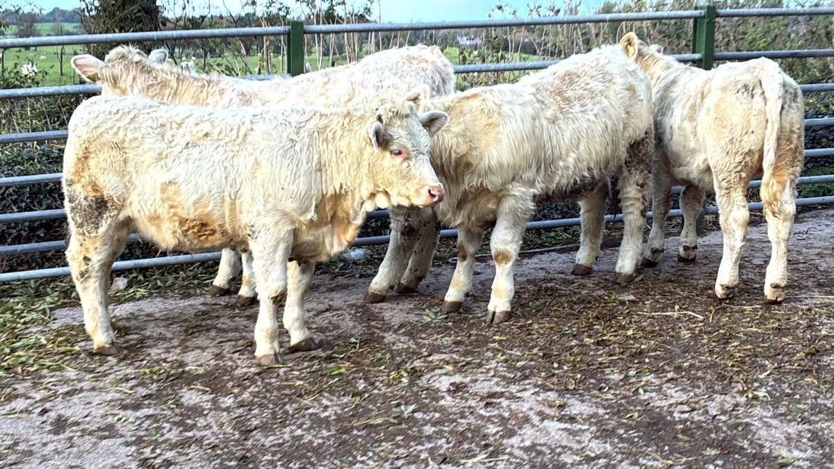 4 super purebred charlaois heifers - Image 2