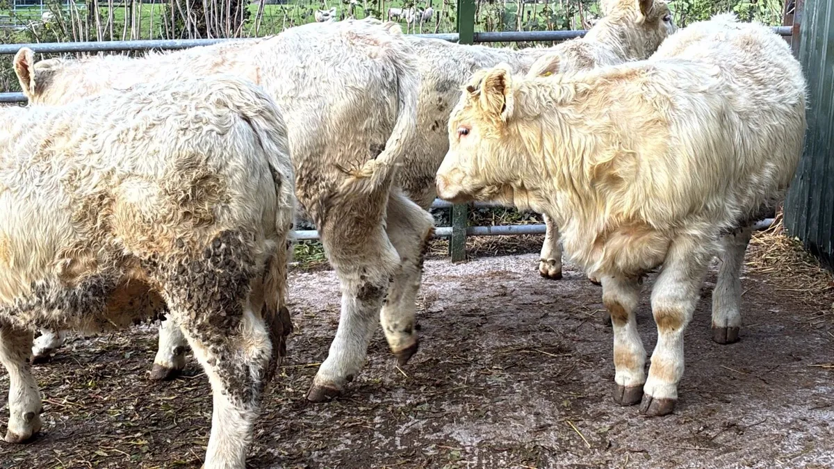 4 super purebred charlaois heifers - Image 3