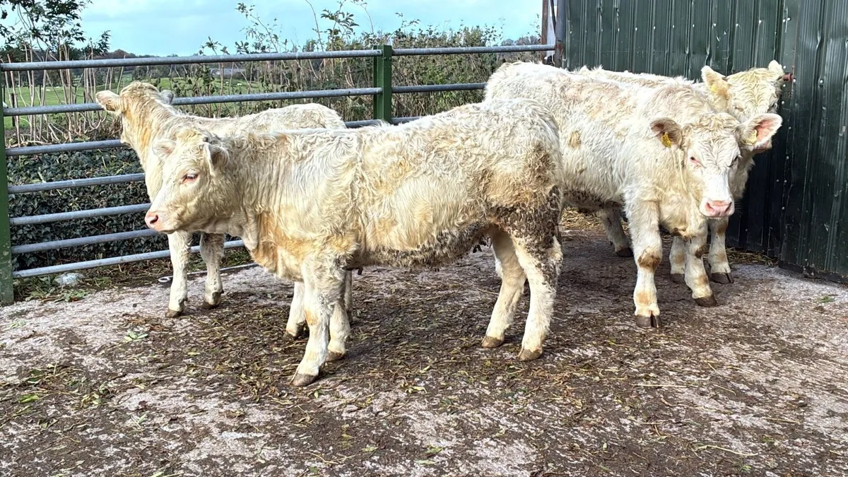 4 super purebred charlaois heifers - Image 4
