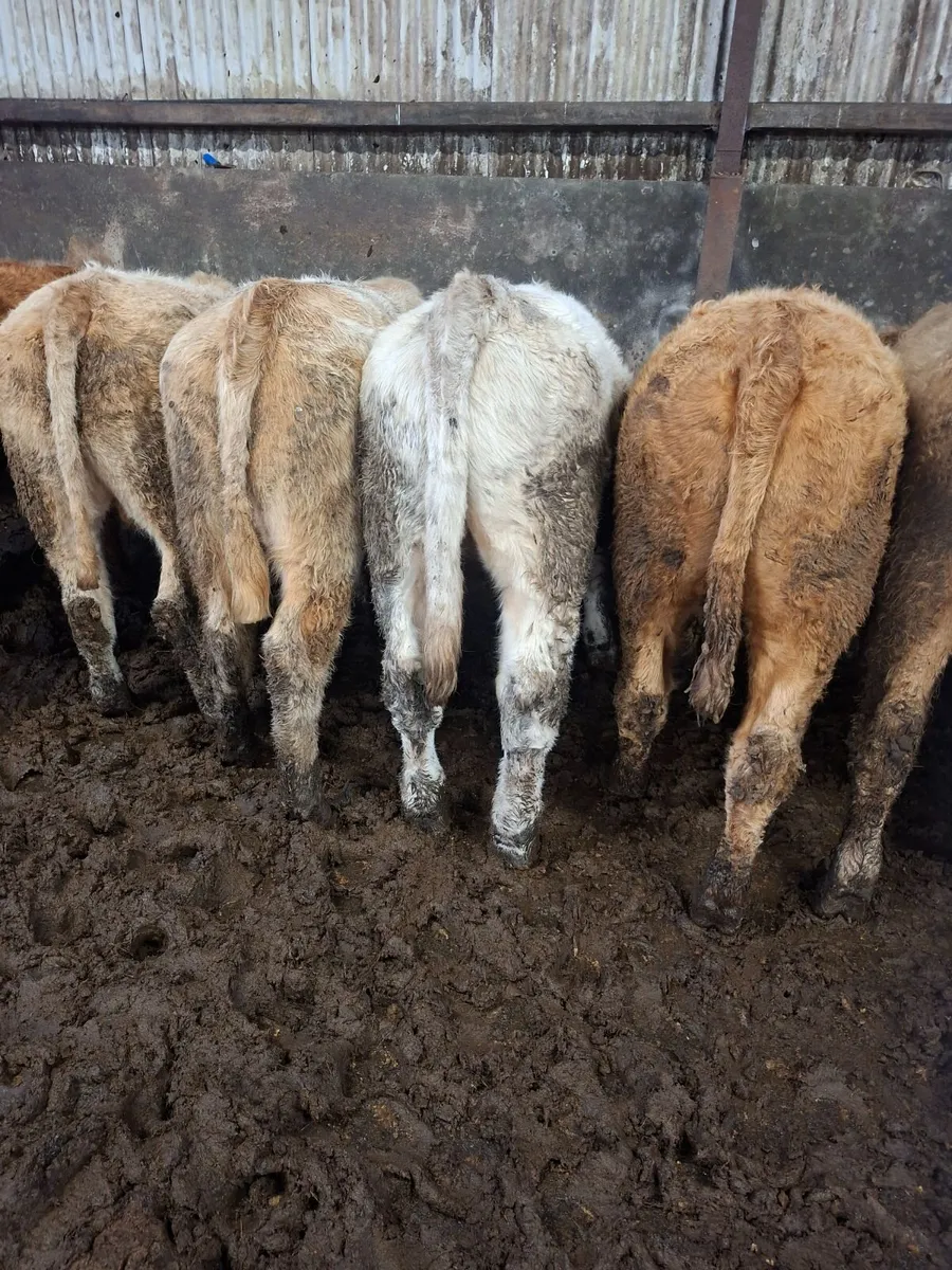Charolais Bullocks - Image 3