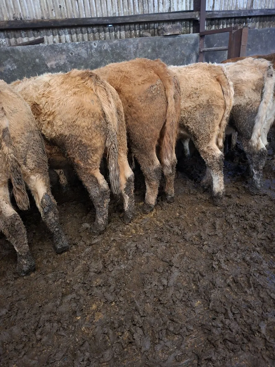 Charolais Bullocks for sale in Mayo for €0 on DoneDeal