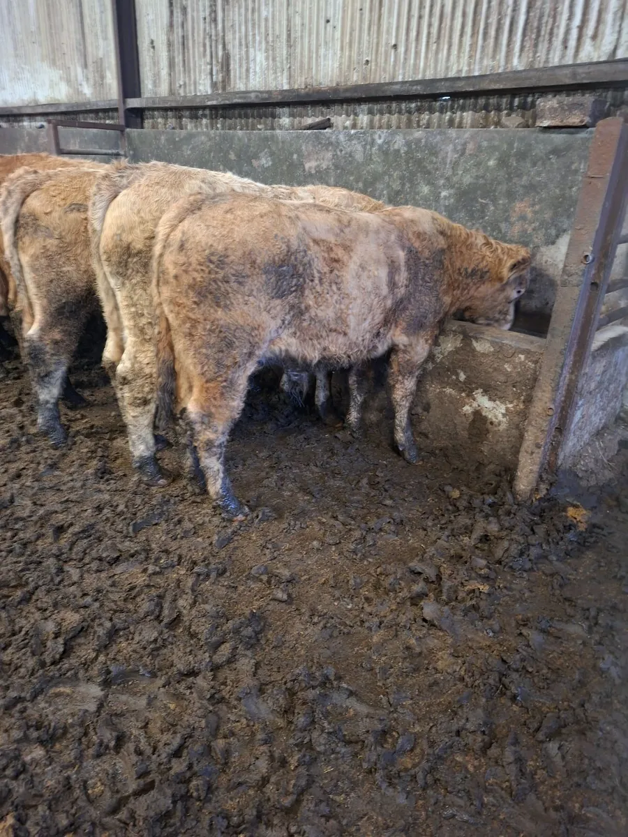 Charolais Bullocks - Image 1