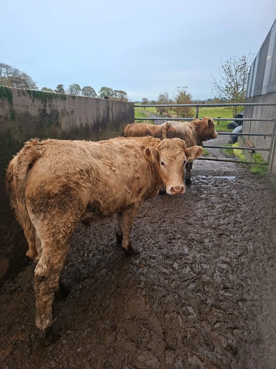 Charolais Bullocks - Image 2
