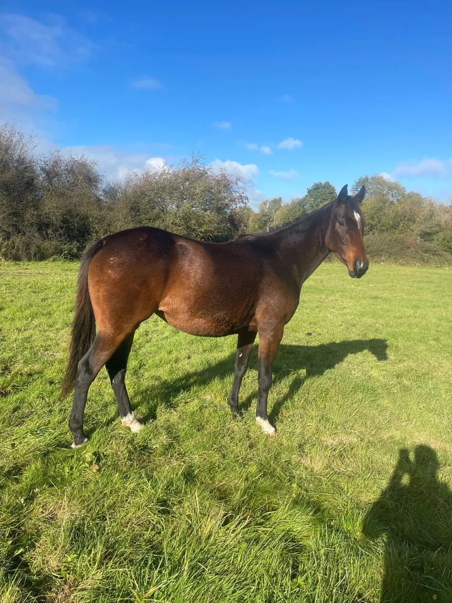 3yr old Free Eagle filly - Image 1