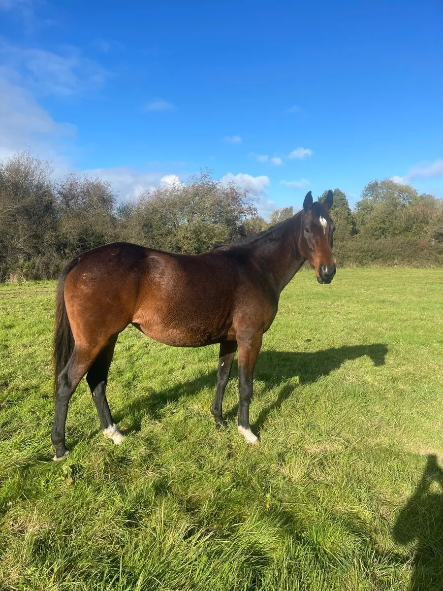 3yr old Free Eagle filly - Image 2