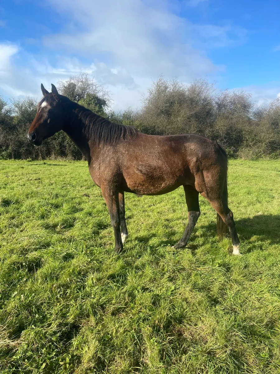 3yr old Free Eagle filly - Image 3