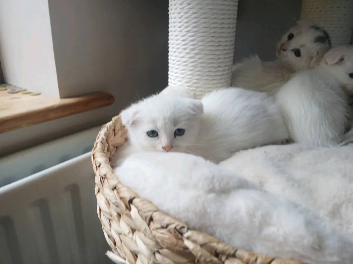 Stunning  white kitten Folded ears - Image 2