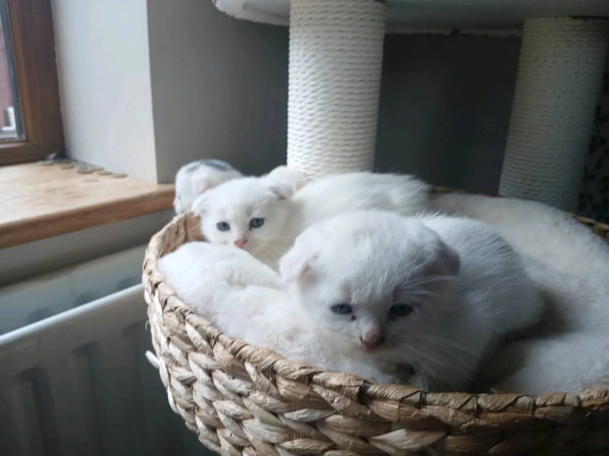 Stunning  white kitten Folded ears - Image 1