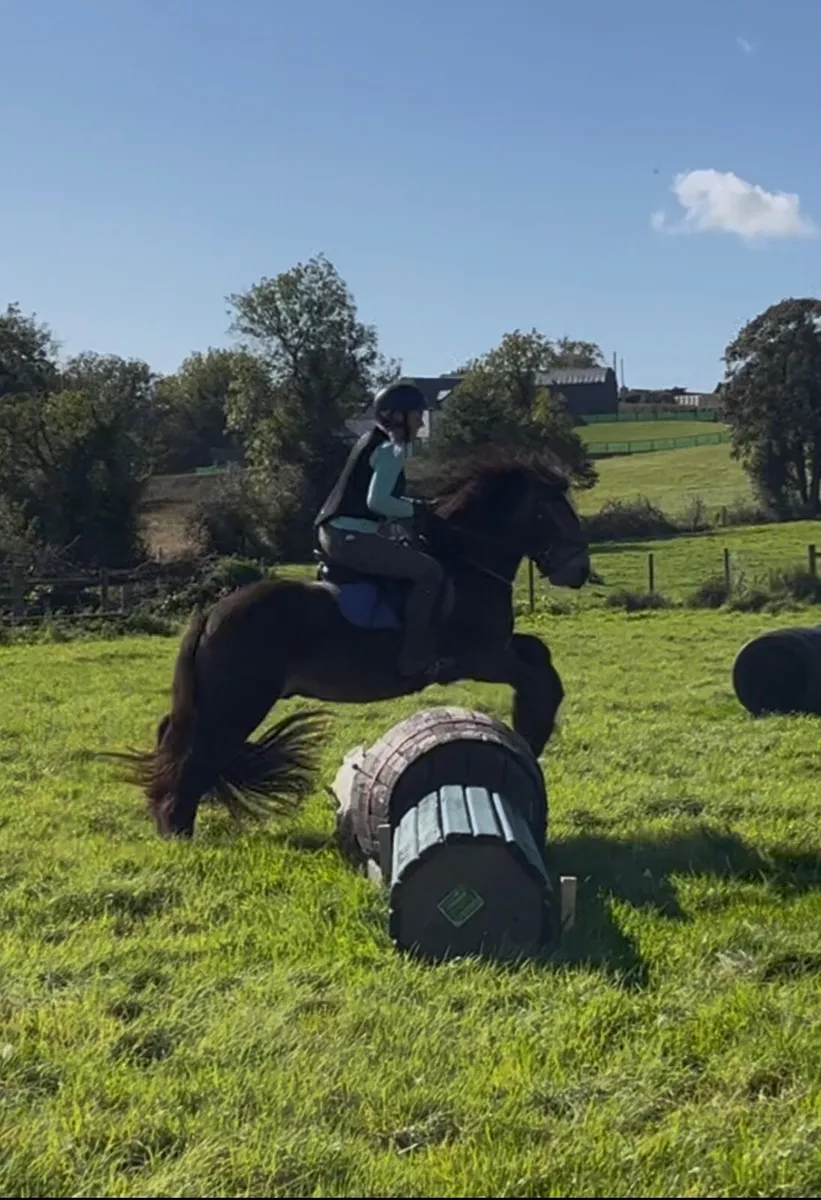 14hh Dun Cob Gelding - Image 3