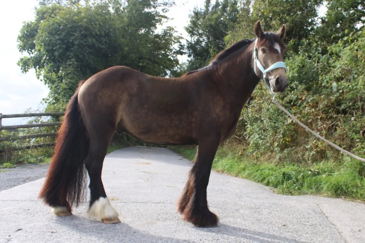 14hh Dun Cob Gelding - Image 2