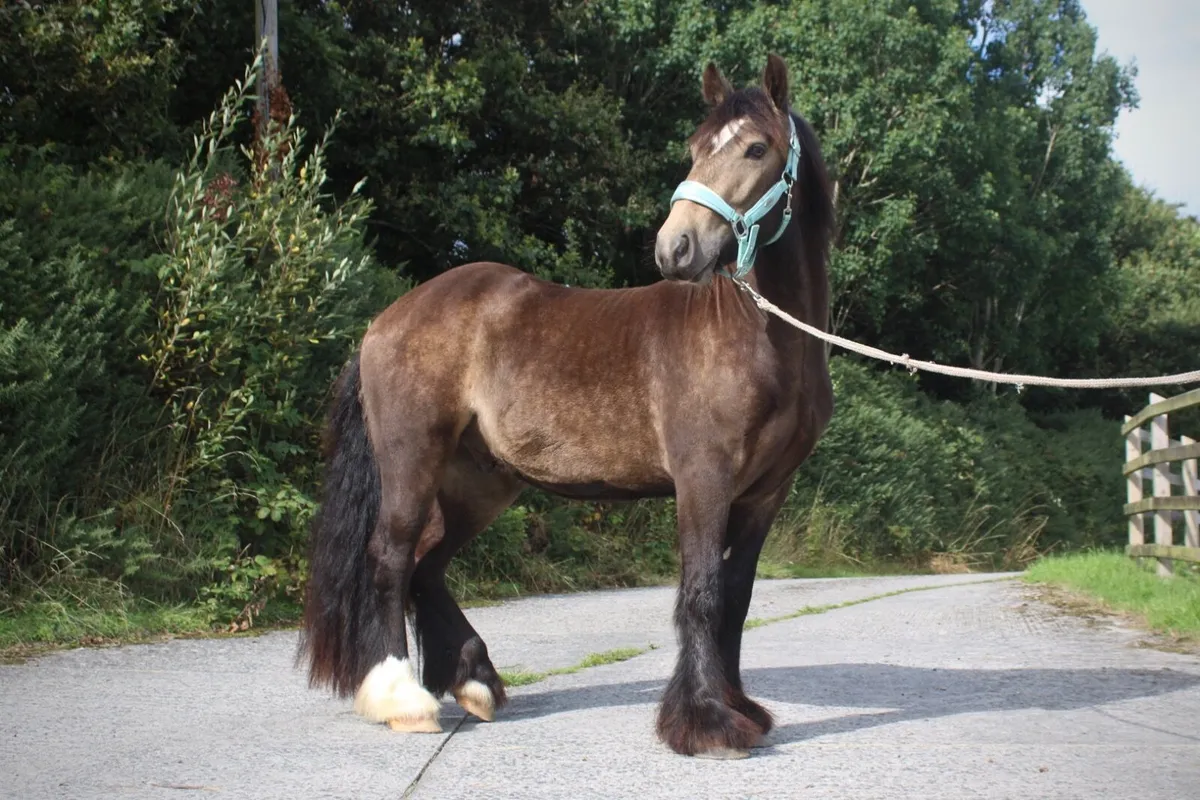 14hh Dun Cob Gelding - Image 1