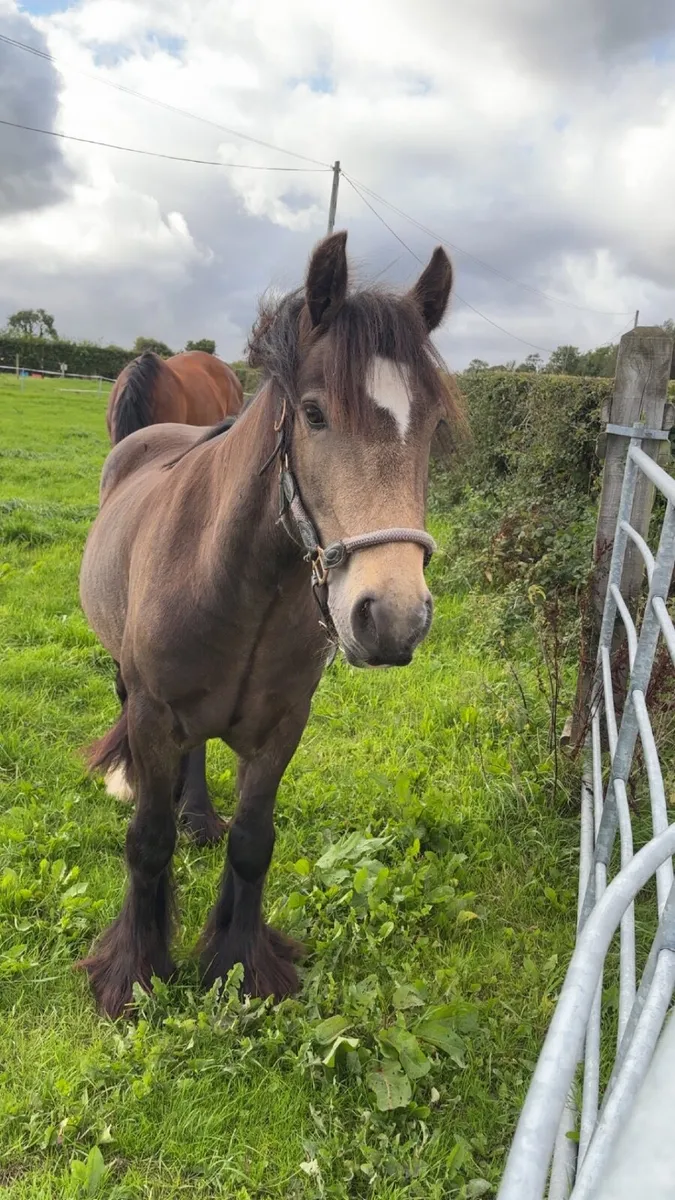 14hh Dun Cob Gelding - Image 4