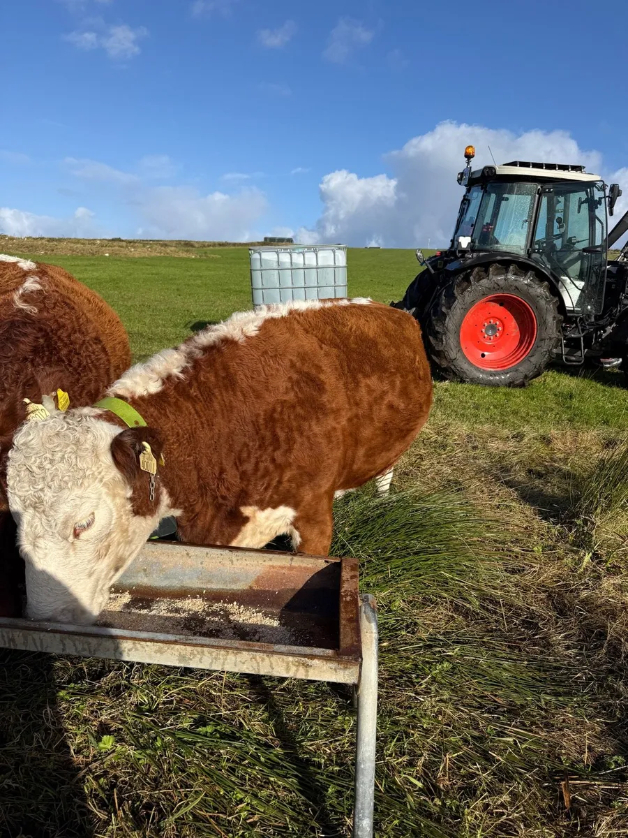 Organic suckler cow and calf(scanned in calf again for sale in Mayo for ...