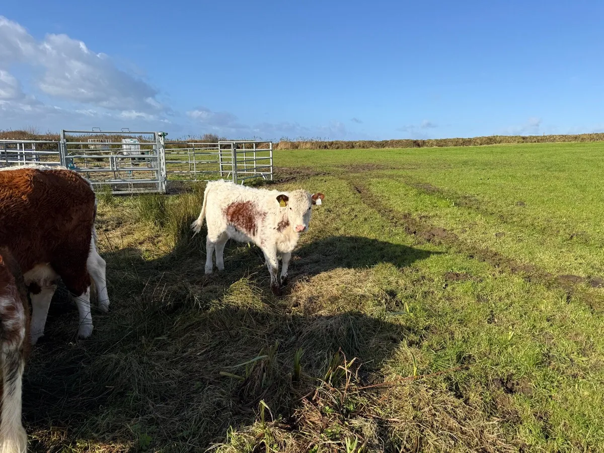 Organic suckler cow and calf(scanned in calf again for sale in Mayo for ...