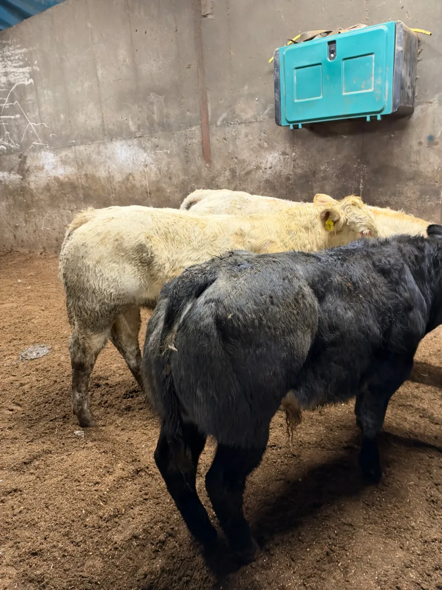 E grade bulls - Image 2
