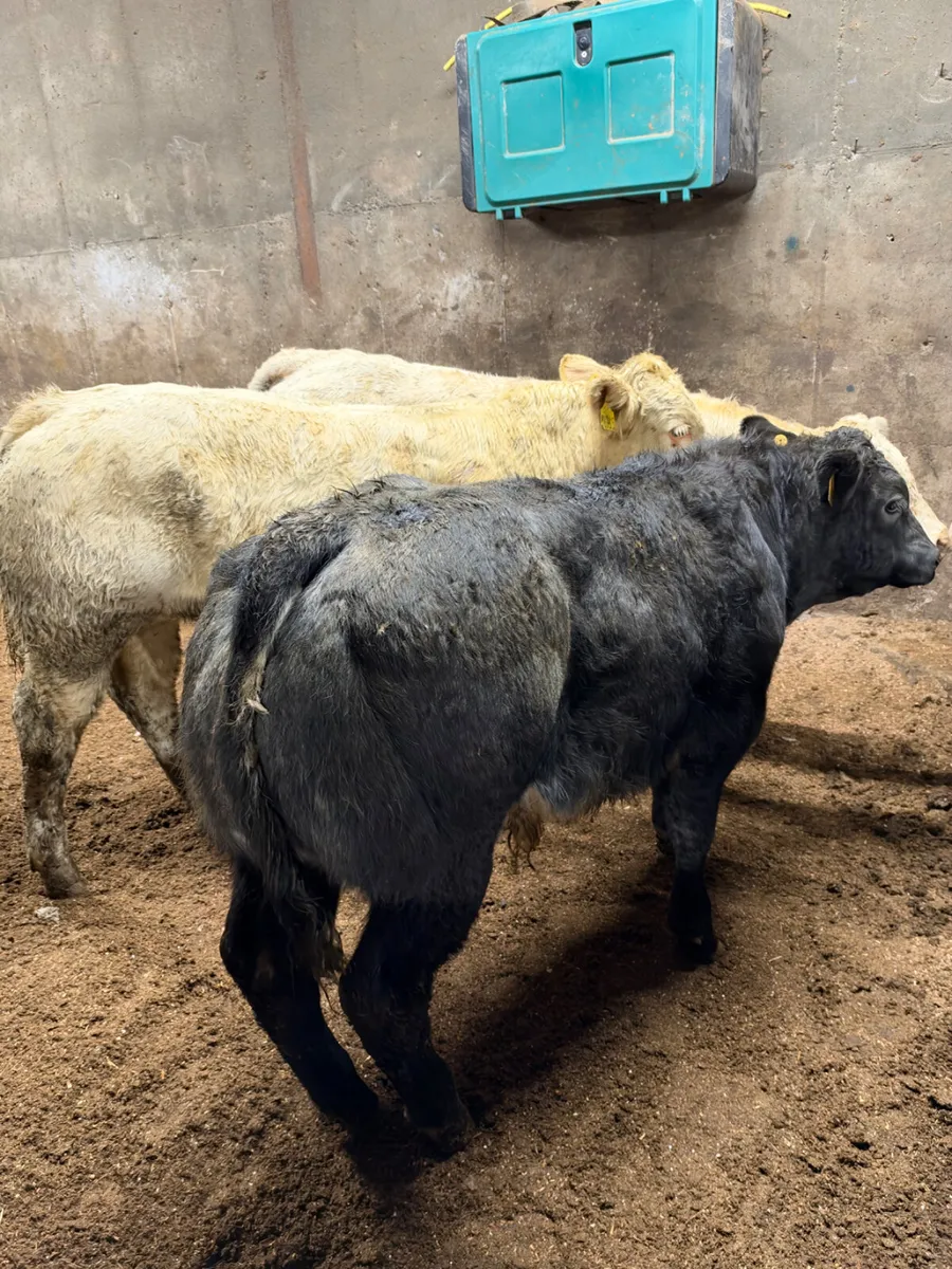 E grade bulls - Image 1