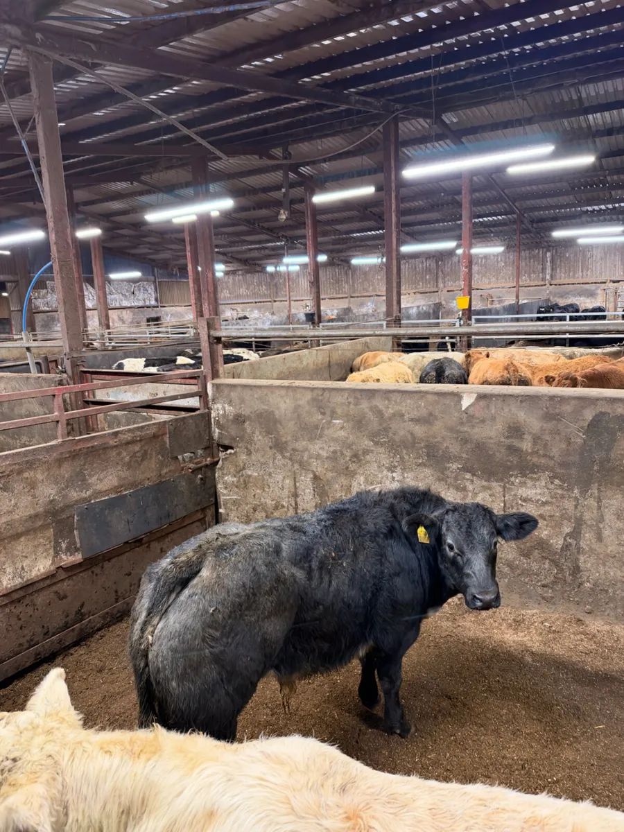 E grade bulls - Image 4