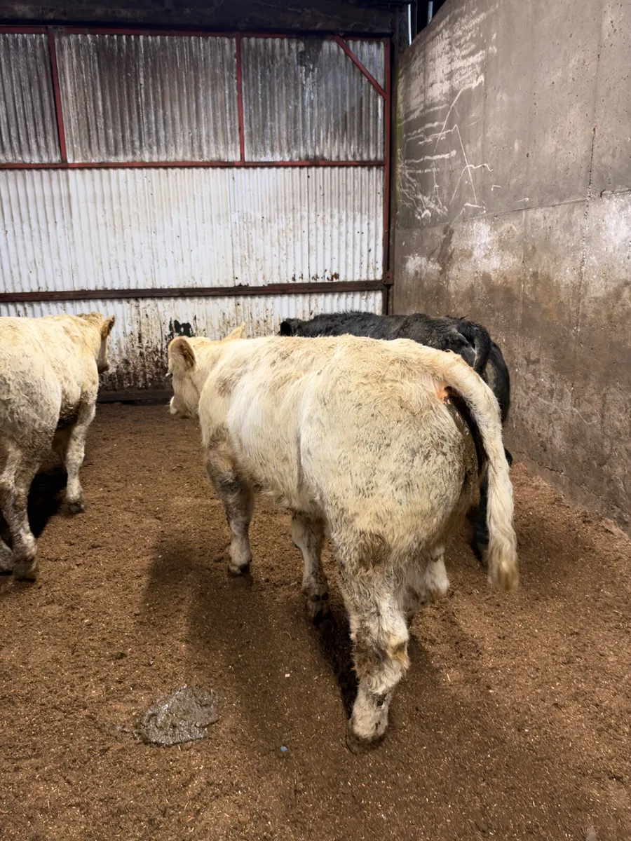 E grade bulls - Image 3