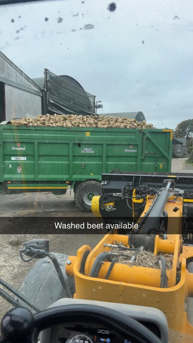 Fresh fodder beet and maize - Image 3
