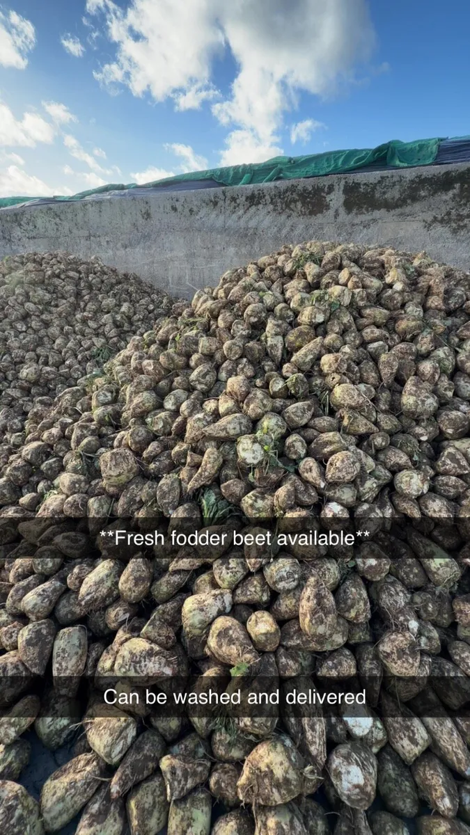 Fresh fodder beet and maize - Image 2