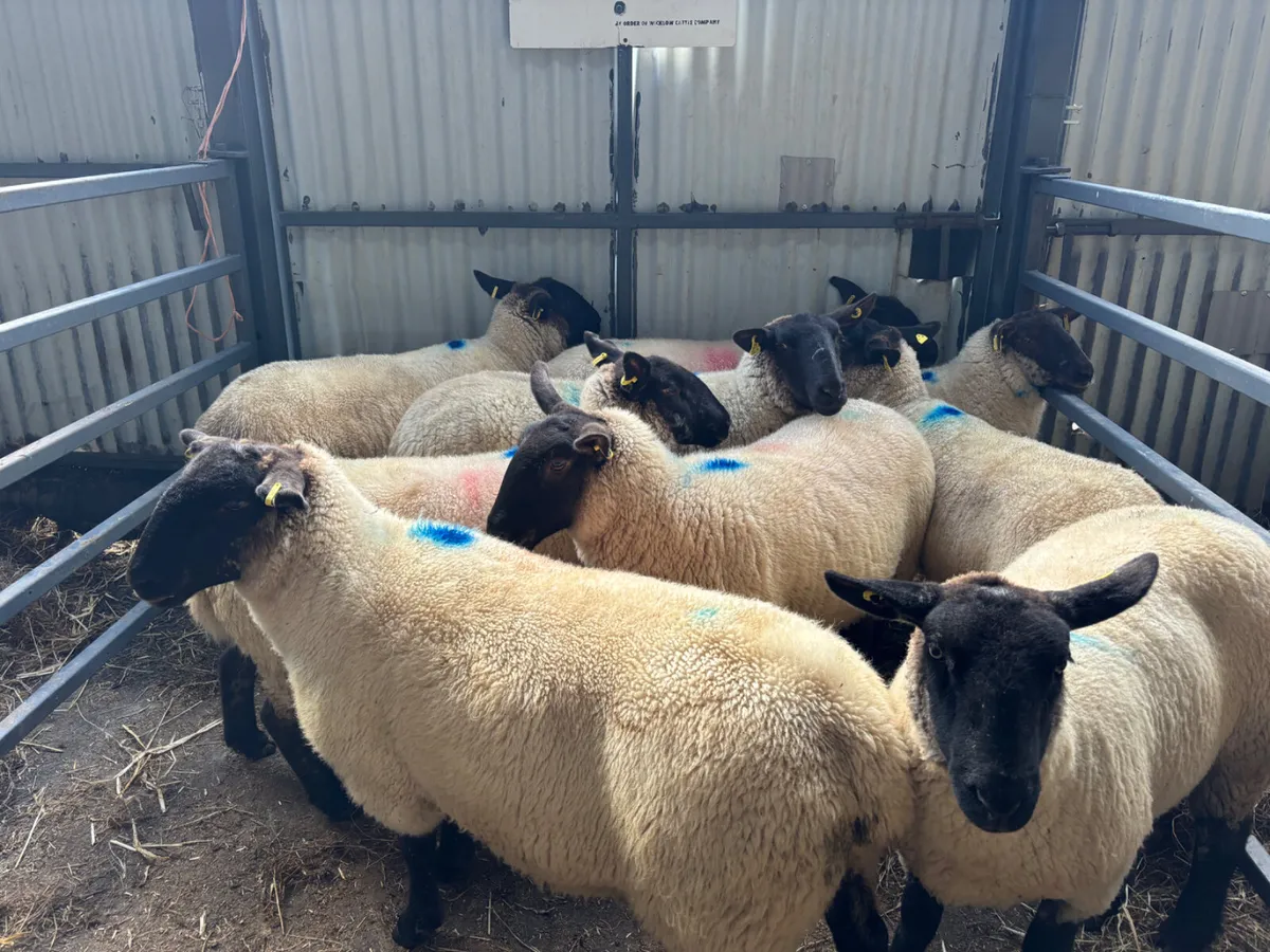 Strong Suffolk hoggets for sale - Image 4