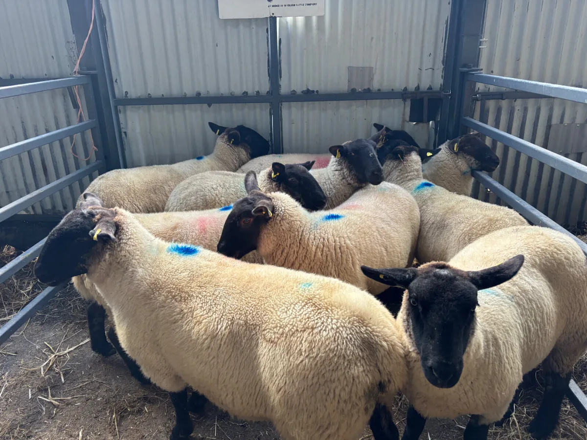 Strong Suffolk hoggets for sale - Image 2