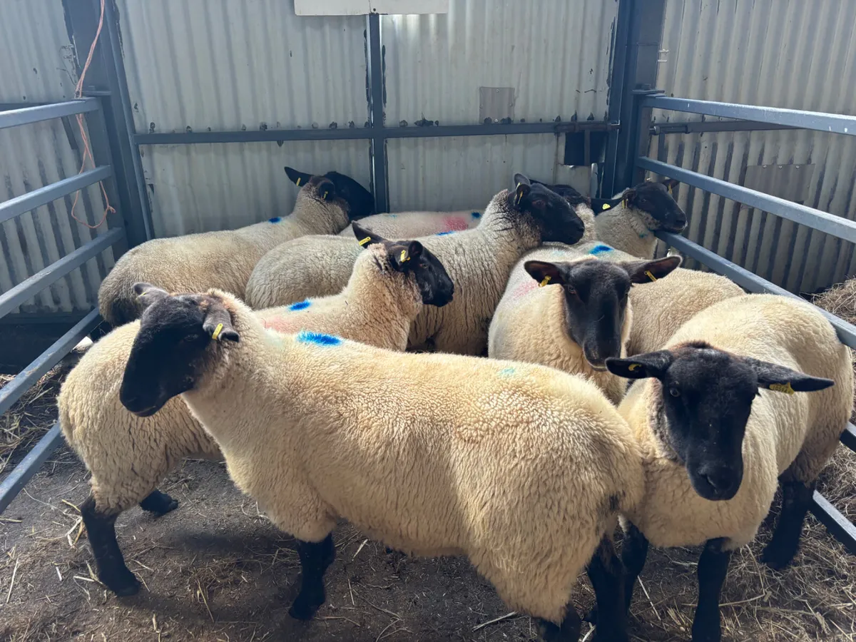Strong Suffolk hoggets for sale - Image 3
