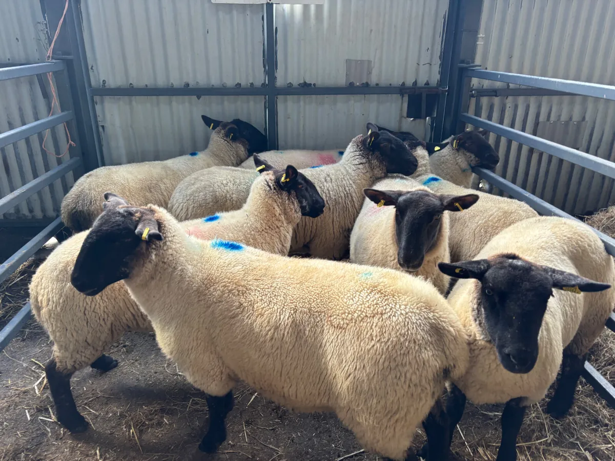 Strong Suffolk hoggets for sale - Image 1