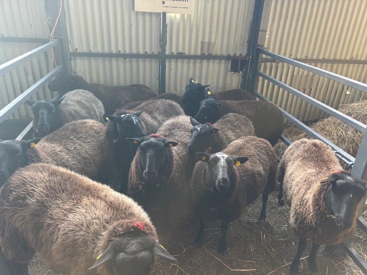 11 hoggets for sale - Image 4