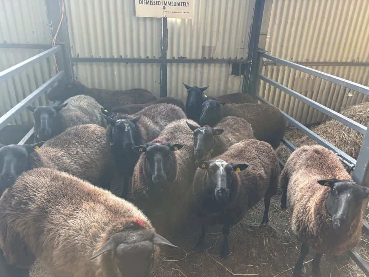 11 hoggets for sale - Image 3