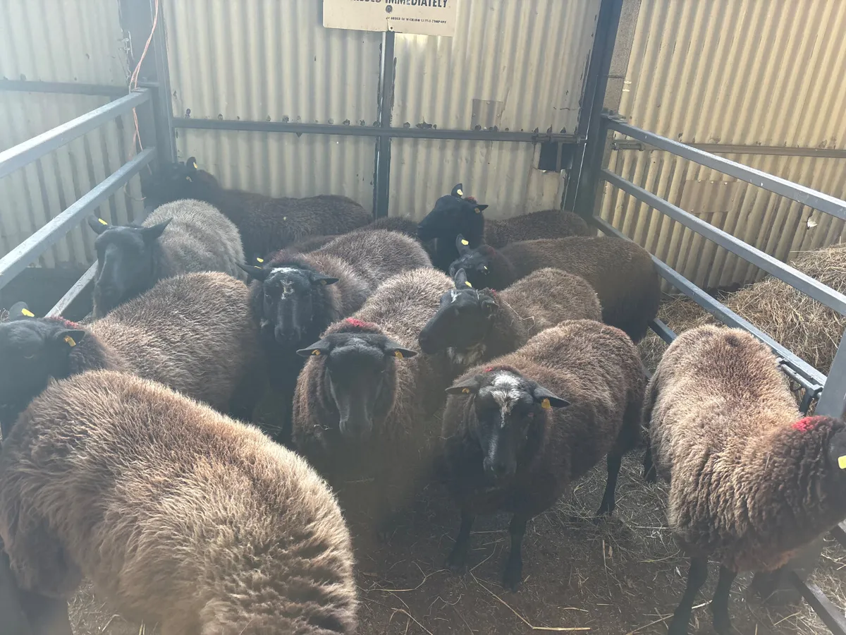 11 hoggets for sale - Image 2