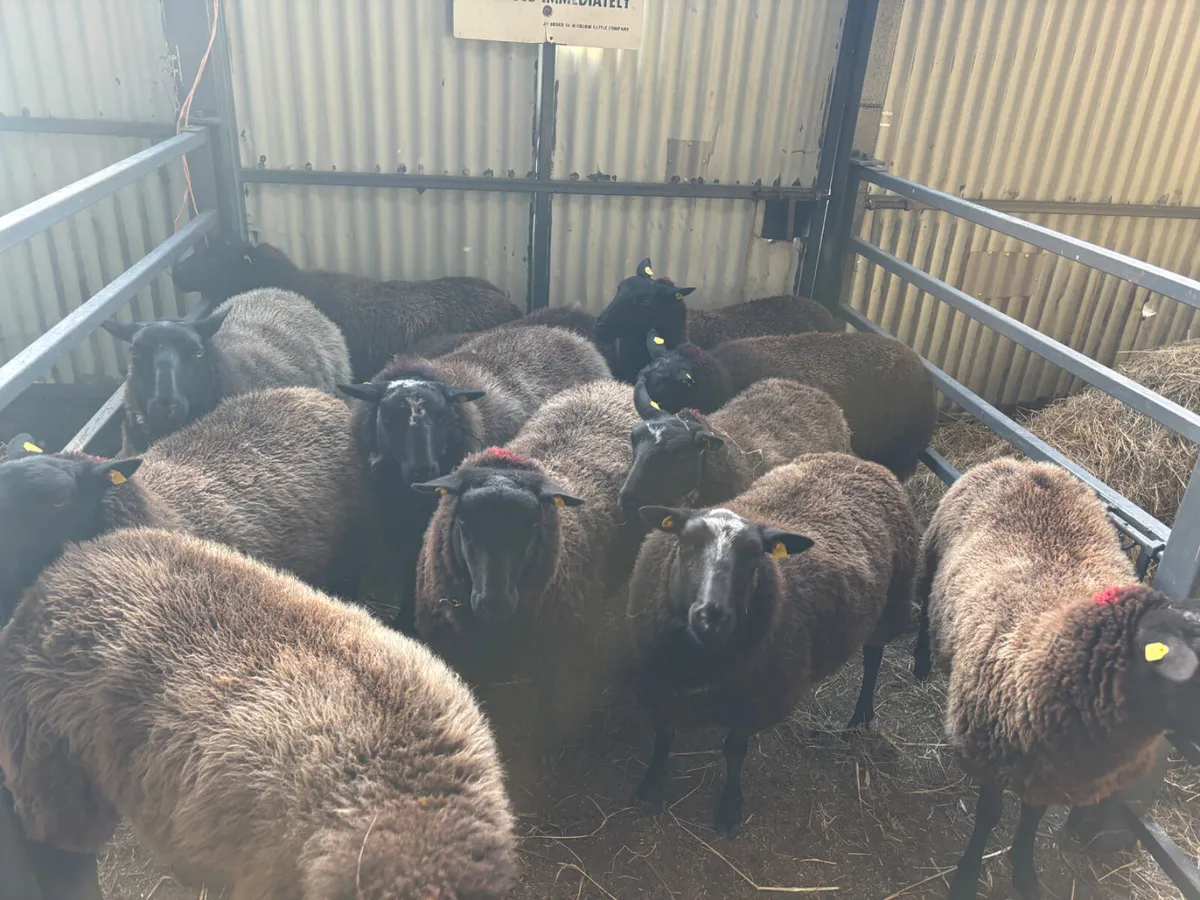 11 hoggets for sale - Image 1