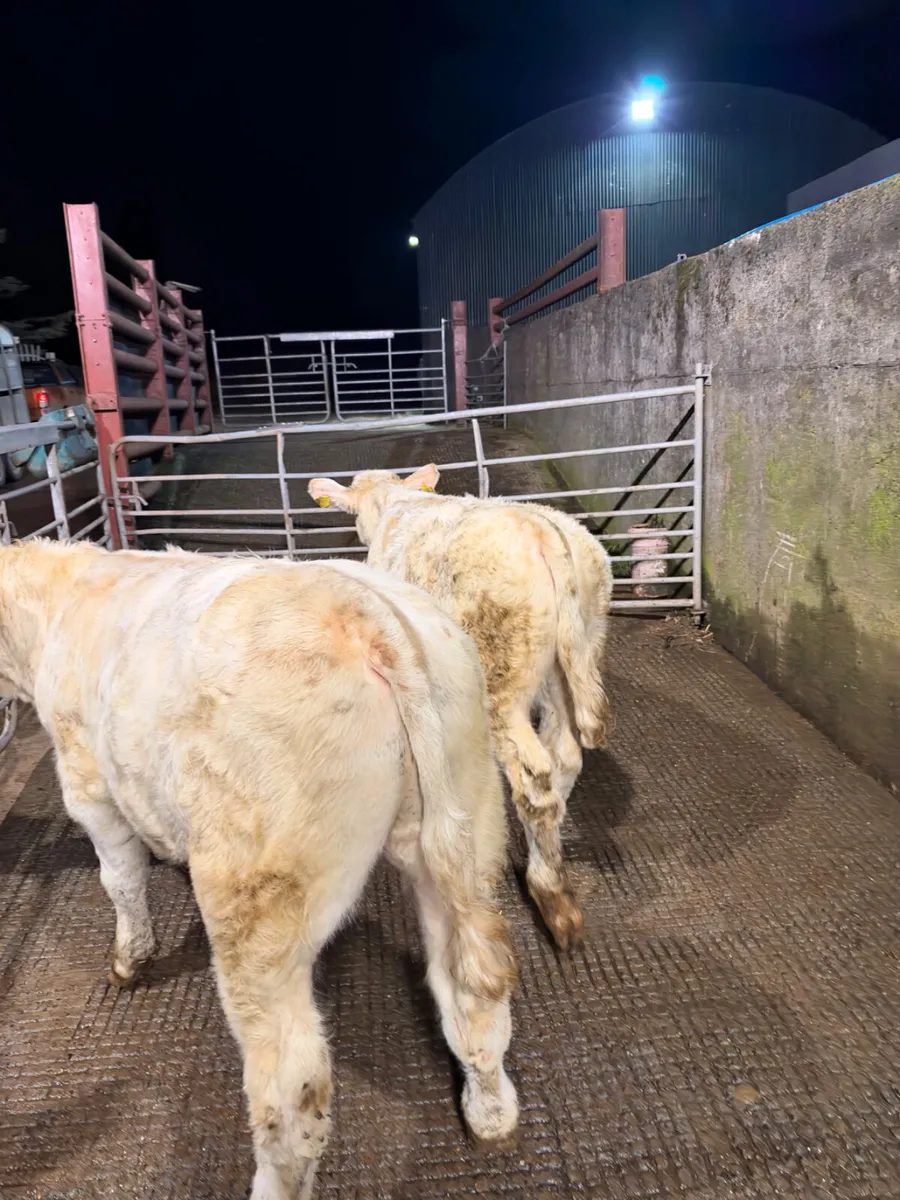 PBNR Charolais bulls - Image 3