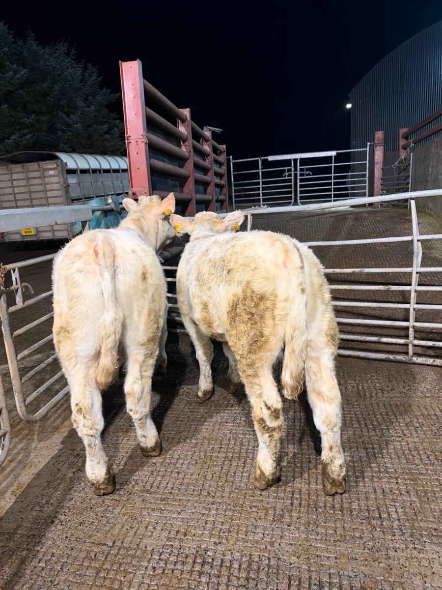 PBNR Charolais bulls - Image 2