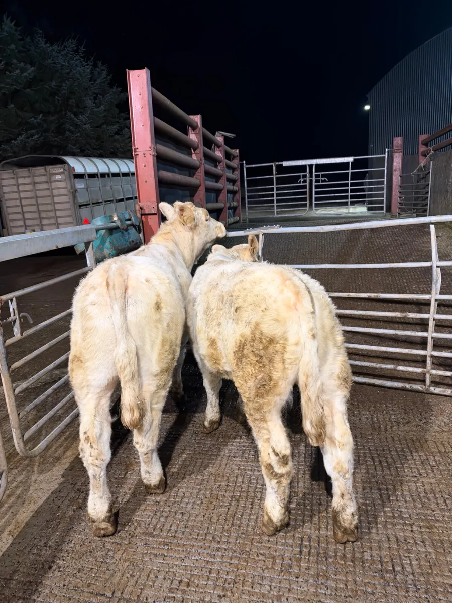 PBNR Charolais bulls - Image 1