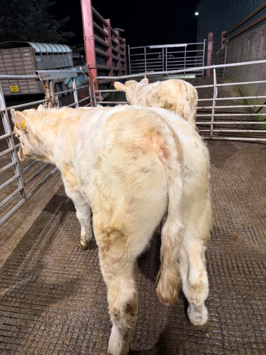 PBNR Charolais bulls - Image 4