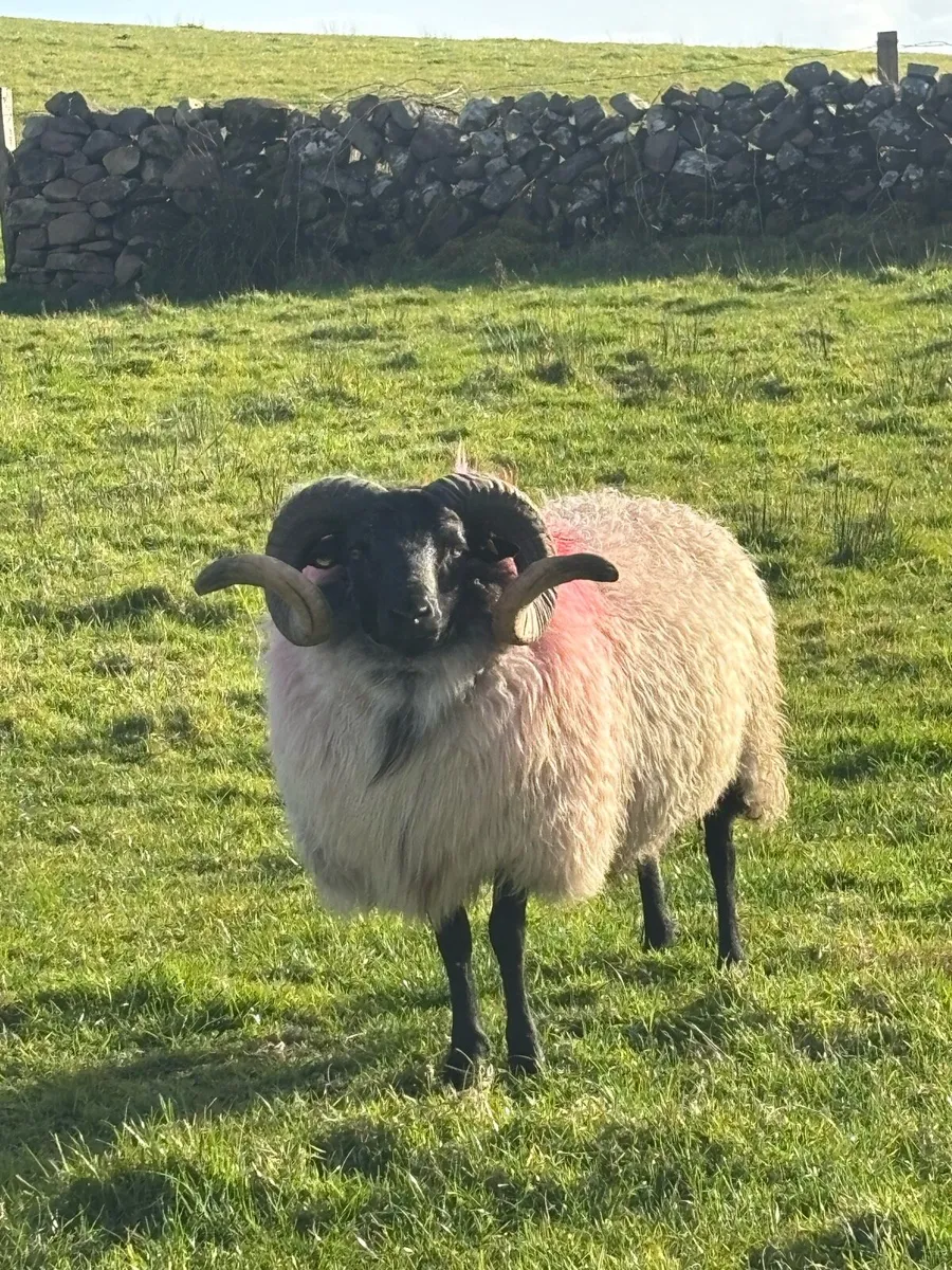 Sis hogget ram - Image 1