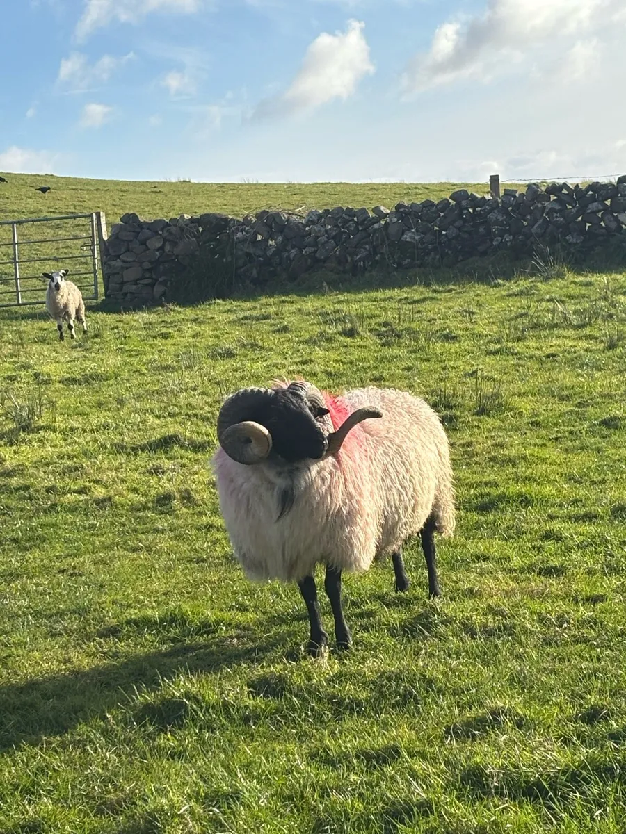 Sis hogget ram - Image 2