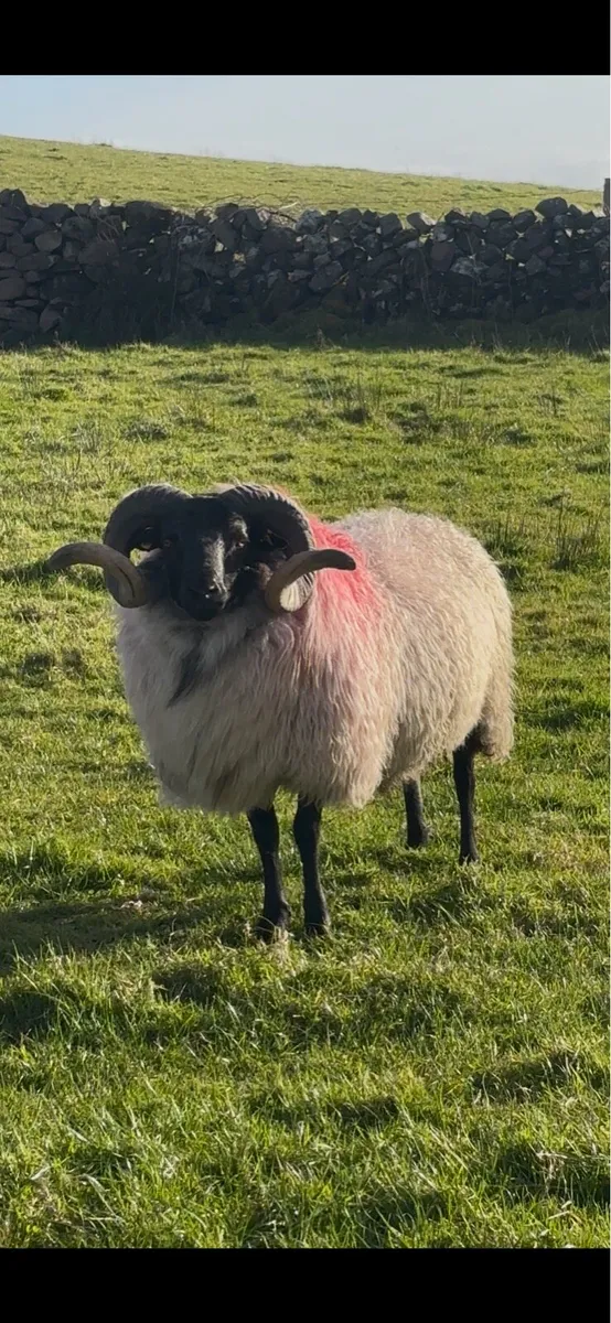 Sis hogget ram - Image 3