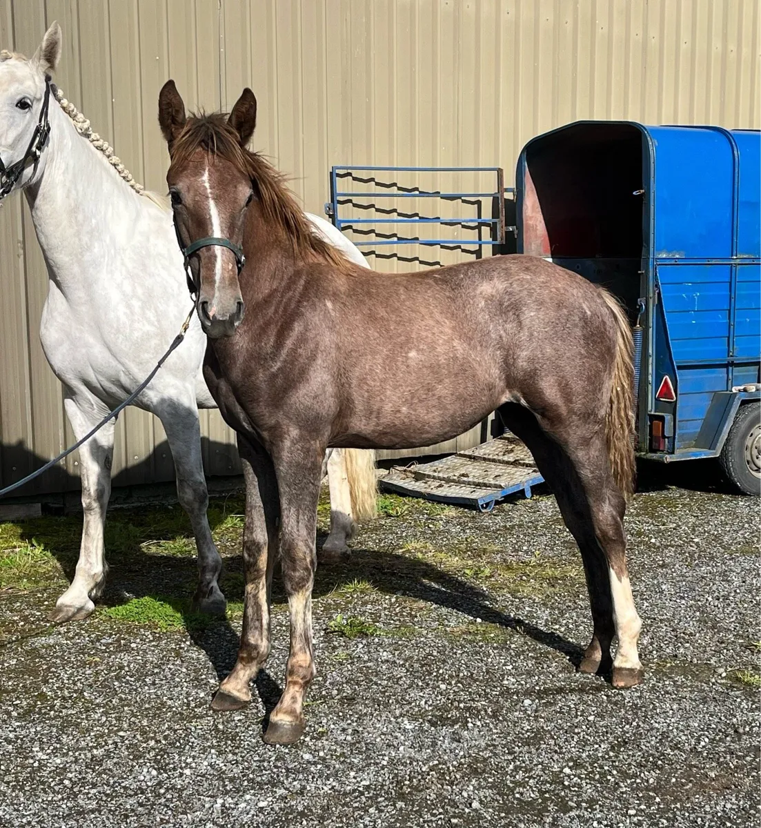 Irish Draught Filly Foal - Image 2