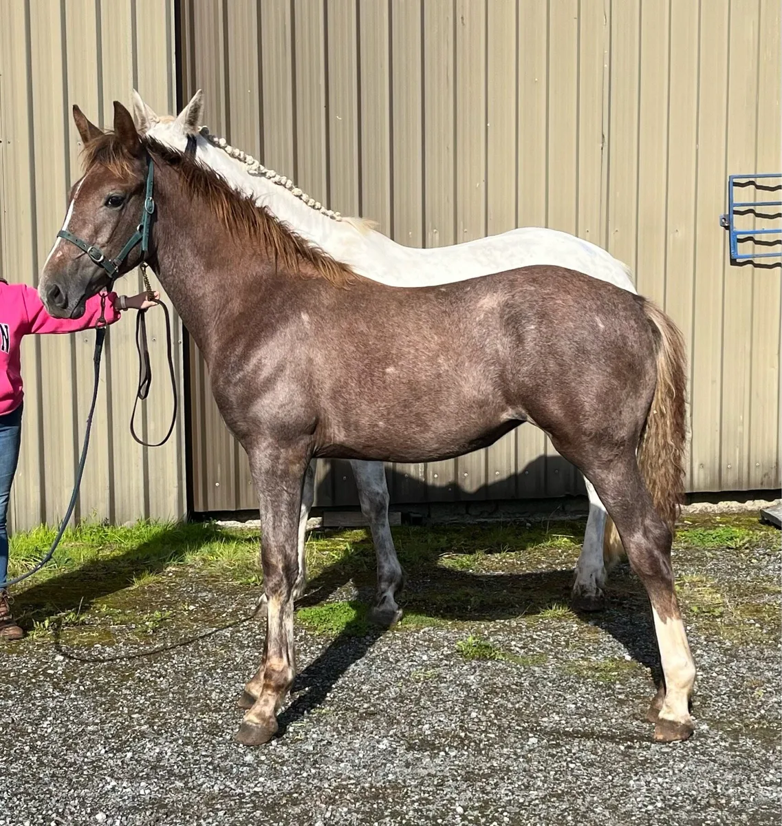 Irish Draught Filly Foal - Image 3