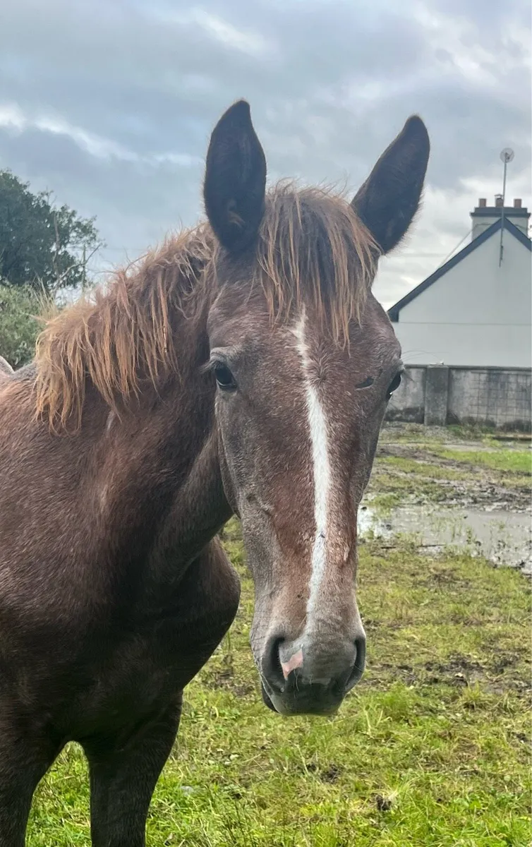 Irish Draught Filly Foal - Image 4