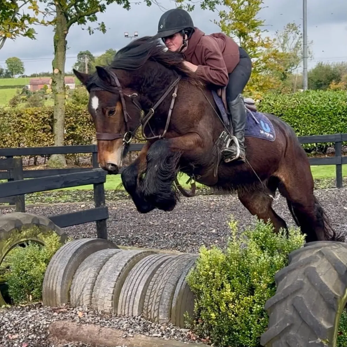 Tremendous traditional Irish  cob - Image 1