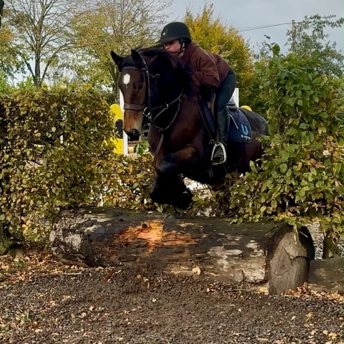 Tremendous traditional Irish  cob - Image 4