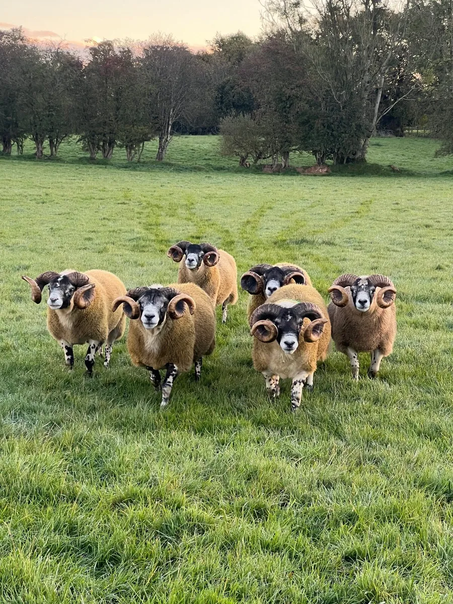 Lanark Blackface Shearlings and Ex Stock Rams