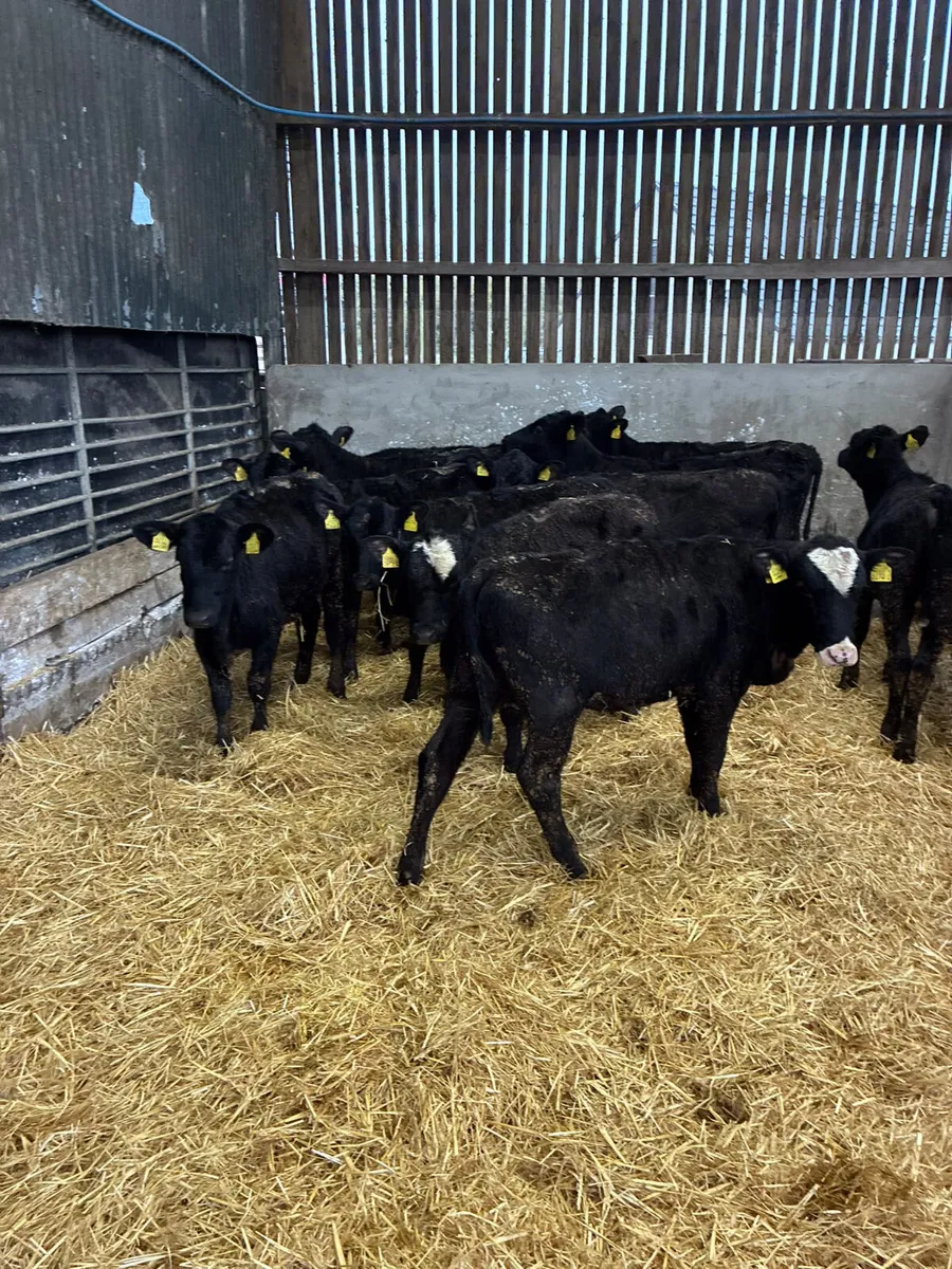 Angus heifers - Image 2