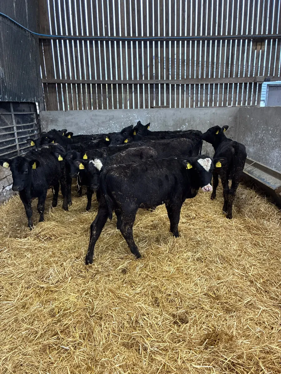 Angus heifers - Image 3